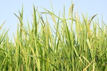 Obraz premium Rice or paddy plant. Close-up of the rice ears. Paddy or Rice field in India. Grain paddy field concept. close up of green rice plant.