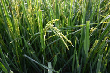 Rice or paddy plant.  Close-up of the rice ears. Paddy or Rice field in India.  Grain paddy field concept. close up of  green rice plant.