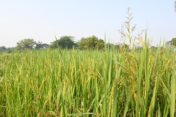 Rice or paddy plant.  Close-up of the rice ears. Paddy or Rice field in India.  Grain paddy field concept. close up of  green rice plant.
