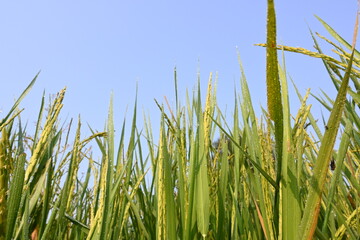 Naklejka premium Rice or paddy plant. Close-up of the rice ears. Paddy or Rice field in India. Grain paddy field concept. close up of green rice plant.