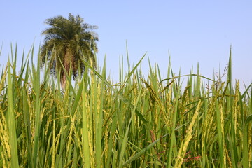 Naklejka premium Rice or paddy plant. Close-up of the rice ears. Paddy or Rice field in India. Grain paddy field concept. close up of green rice plant.