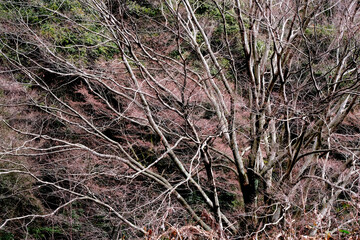 冬の落葉した樹木