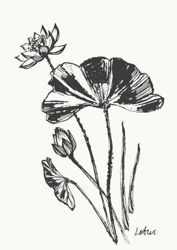 Hand drawn ink brush painting of lotus flowers, buds, leaves, branches