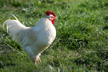 Gallina en el cesped
