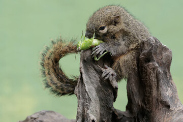 A young plantain squirrel is preying on a grasshopper on a rotten tree trunk. This rodent mammal...