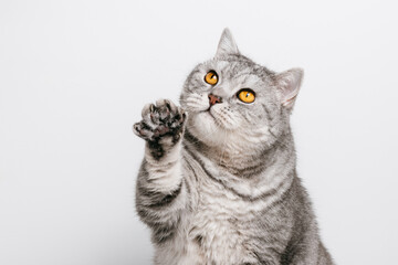 Fototapeta premium Funny cat is raising his paw and looking up on white background, copy space. Cat with raised paw, playing or asking for food or treat