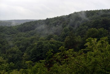 Green forest spread over a vast and wild surface. Rainy day with steam rising from the ground on a wet summer day