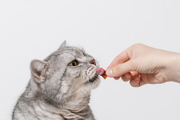 Woman is giving treat to beautiful tabby cat, white background