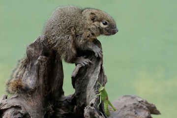 A young plantain squirrel is preying on a grasshopper on a rotten tree trunk. This rodent mammal...