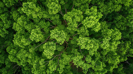 An overhead view of a mulberry tree with a dense canopy, its branches extending in all directions. The lush greenery and intricate network of branches create a visually mesmerizing