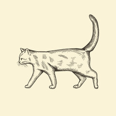 Vintage Hand Drawing Cat Vector Stock Illustration