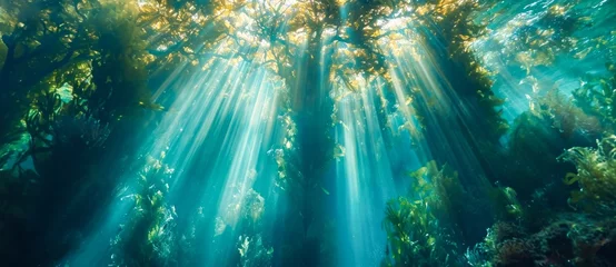 Papier Peint photo Vert bleu A tranquil forest scene captures the beauty of nature as the sun's rays filter through the water, illuminating the lush trees and plants in a picturesque landscape