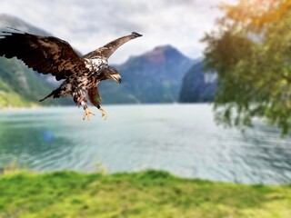 A majestic bald wild eagle fly in air at sky