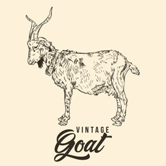Vintage Hand Drawing Goat Sketch Vector Stock Illustration