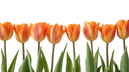 dutch orange tulips on transparent background