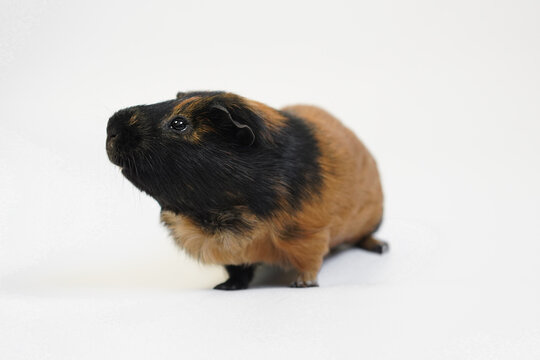 Red guinea pig with black on white background