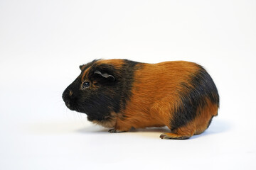 Curious guinea pig on white background, guinea pig eating