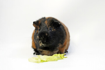 guinea pig eats a green salad on white. isolated