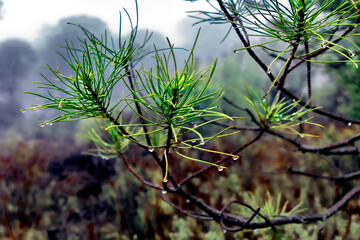 Rocio en las hojas del pino