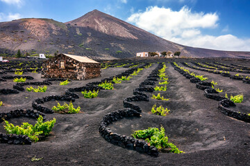 Vineyards in La Geria. Lanzarote. Canary Islands.