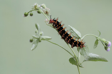 A beautifully colored caterpillar is foraging in a wildflower. This caterpillar causes itching on the skin when touched.