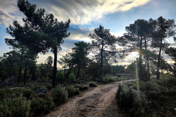 Camino entre los pinos