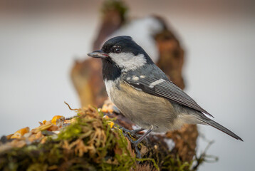 Coal tit sitting on a branch