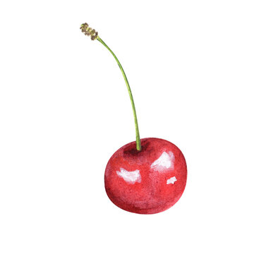 Watercolor cherry hand drawn illustration isolated.