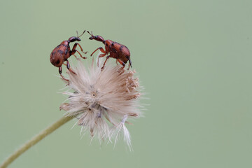 Two weevil giraffes are looking for food in a wild grass flower. This insect has the scientific...