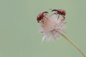 Two weevil giraffes are looking for food in a wild grass flower. This insect has the scientific...