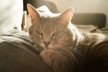 Cat sleeping  on a sofa 