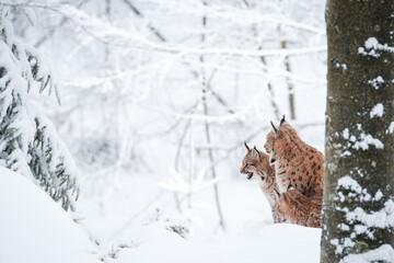 Eurasian lynx (Lynx lynx) in winter