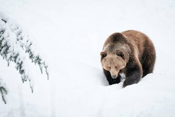 Obraz premium brown bear (Ursus arctos) in winter