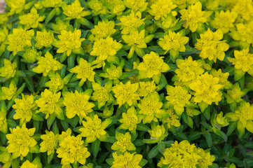 Euphorbia epithymoides cushion spurge bushy plant in bloom, sprintime ornamental garden bright...