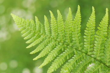 Fern leaves. Green Fern plants in forest. Green plants nature wallpaper. Organic nature background....