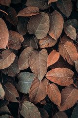 brown plant leaves in autumn season, brown background