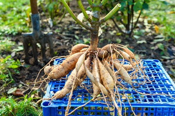 Freshly lifted dahlia plant tubers. Digging up dahlia tubers, cleaning and preparing them for...