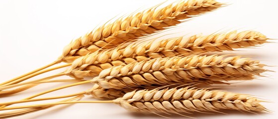 Dry wheat ears on isolated white background. Yellow wheat grains for background. Closeup wheat ears.