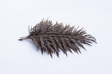 Texture of brown dry leaves on a white background, dry leaf or dead leaf