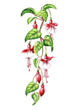 Fuchsia flower branch with Pink flowers, buds and  leaves. Hand drawn watercolor illustration, isolated on white background
