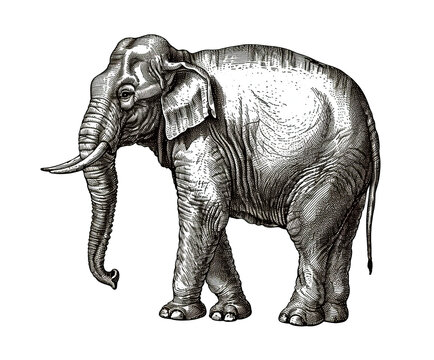 Engraving drawing of elephant isolated on transparent background