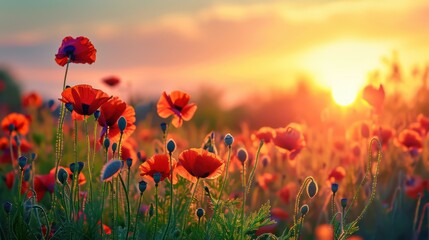 Fototapeta premium poppy field at sunset