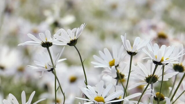 an autumn white flower called daisy or chrysanthemum