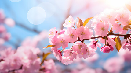 Panoramic spring scenery with beautiful pink cherry blossoms, seasonal background against blue sky, greetings card template, web header, generative ai