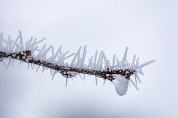 Spiky rime ice covers a branch on soft light background. Ice needles on a branch. Hoarfrost crystals coating a branch. Crystallized tree branch.