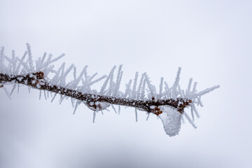 Spiky rime ice covers a branch on soft light background. Ice needles on a branch. Hoarfrost...