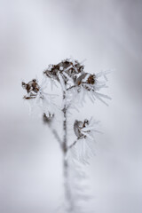 Dry plants in a hoarfrost, close-up. Seasons, climate change, ecology, botany. Natural background.