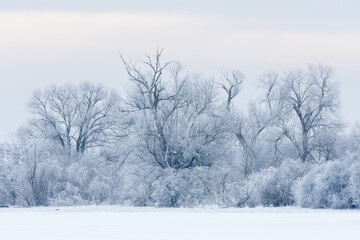 A moody winter scene with large willow trees covered in hoar frost and enveloped by fog
