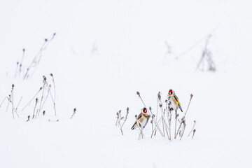 Beautiful Goldfinch, Carduelis carduelis, feeding on the seeds of a wild plant, covered in snow and...