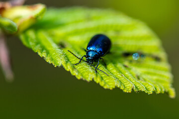 Macro details of a blue mint beetle on a leaf